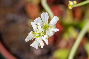 Close-Up of White Venus Flytrap Flowers in Bloom