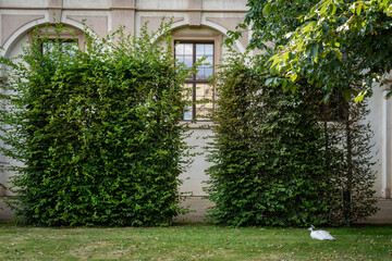 Peacock at Waldstein Garden and baroque Wallenstein Palace in Mala Strana district in Prague,...
