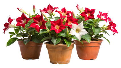 Mandevilla Flowers in Pots on Transparent Background