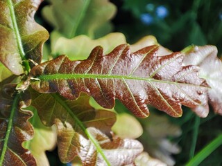 leaf of a tree