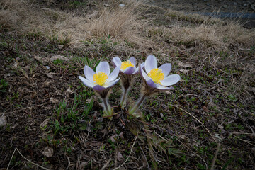 Close-up of Pasqueflowers Blooming in the Italian Alps