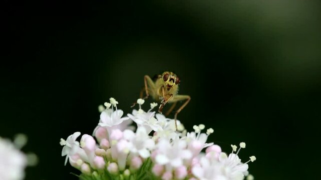 Robber fly on a white flower.
