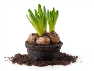 Green sprouts growing from bulbs in black planter with soil