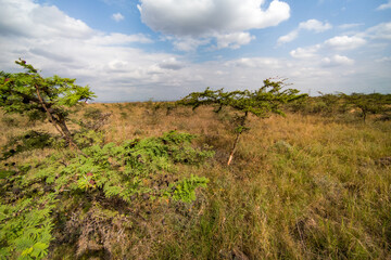 Acacia flower tree shrub growing in the wild at an open field in Syokimau Suburb in Machakos County, Kenya 
