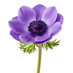Fototapeta premium Anemone purple flower isolated on transparent background showcasing delicate bloom and vibrant petal 