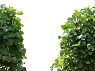Vibrant Green Bush Leaves Framing Isolated Transparent  