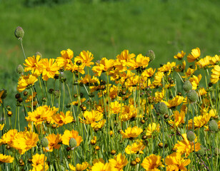 Close Up of a Bright Yellow Coreopsis Flower Field in Full Bloom on a Sunny Day.