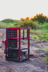 Pigeons in cages, train the birds or release them in the wild to be able to return home.