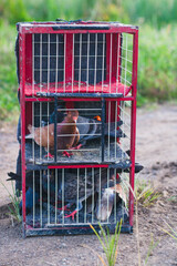 Pigeons in cages, train the birds or release them in the wild to be able to return home.