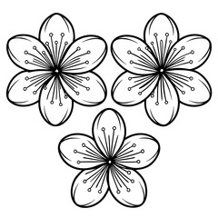 Three delicate blossoms with detailed stamens cherry blossom