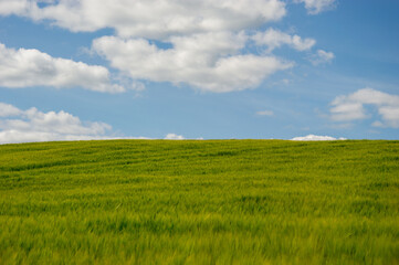 A vast barley field stretches towards the horizon, illuminated by sunlight with bright blue sky and scattered clouds above