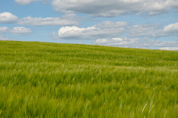 A vast field of lush green barley stretches under a bright blue sky filled with fluffy clouds, radiating vitality in the spring sunshine