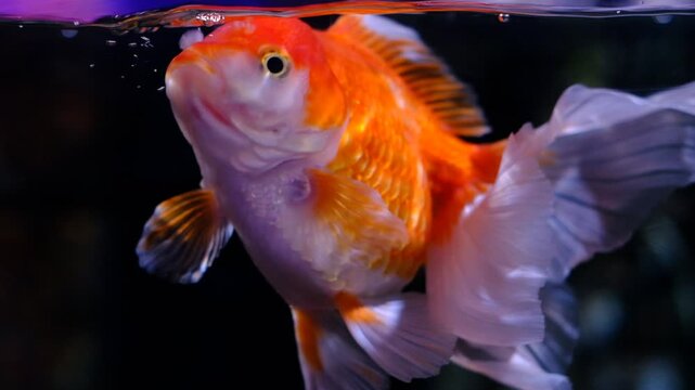 A gold and white fish swimming in a tank. The fish is swimming in the water and he is looking up at the camera