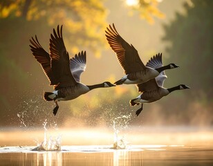 geese in flight
