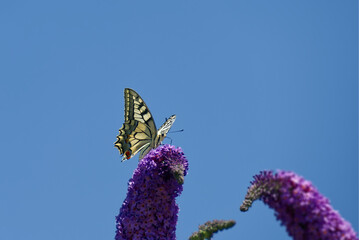 Old World Swallowtail or common yellow swallowtail (Papilio machaon) sitting on summer lilac in Zurich, Switzerland
