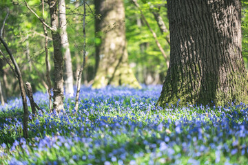 A mesmerizing forest floor covered in a vibrant blanket of blooming bluebell flowers.
