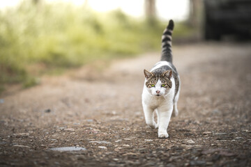 A captivating tabby cat with striking green eyes strides confidently down a gravel path with grace.