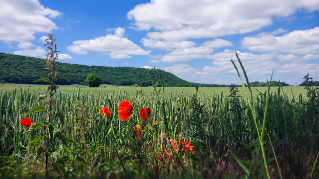 Beautiful summer day in a lush green field with vibrant red flowers and a blue sky - Powered by Adobe