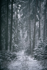 A tranquil forest scene, with a snow-covered path winding through the trees on a winter's day Vilnius, Lithuania