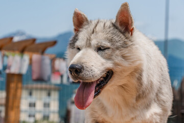 Husky dogs with lolling tongues outside