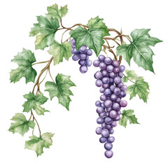 Obraz premium . Grapevine watercolor illustration isolated on transpare subject