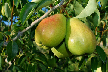 Pears on the tree, ready for the season's harvest. A refreshment that does not need a fridge to be...