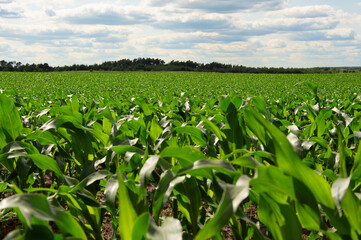 Rows of lush green corn plants sway gently under a partly cloudy summer sky, highlighting the...