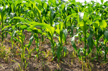 Corn plants exhibit vibrant green leaves in a cultivated field, showcasing healthy growth in warm...