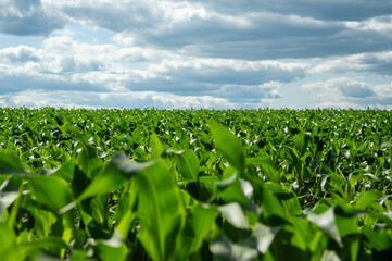 A lush cornfield stretches across the landscape, dominated by vibrant green leaves under a cloudy...
