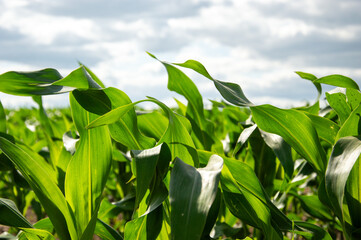 Rows of green corn plants sway gently in the wind beneath a partially cloudy sky, showcasing the lush growth of crops