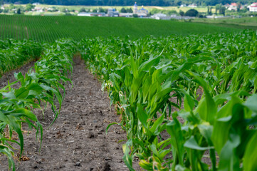 Fototapeta premium Rows of vibrant green corn plants stretch across a rural field, with hills and farmland visible in the background under a clear sky