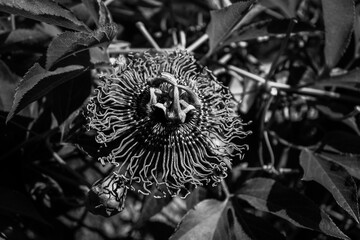 Black and White Passion flower in Full Bloom