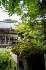 鎌倉2566　安国論寺13　苔