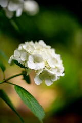 鎌倉2566　安国論寺5　紫陽花