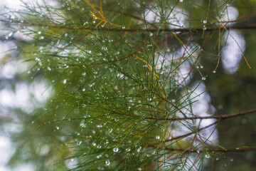 dew on the branches of a tree