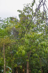 Kapok tree on a rainy day in the forest	
