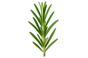 Fototapeta premium Vibrant green rosemary sprig isolated on a transparent background, perfect for culinary or design projects