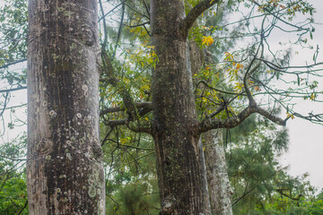 Kapok tree on a rainy day in the forest	
