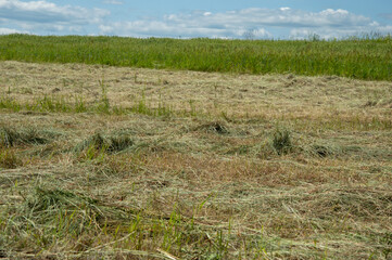 Freshly cut hay lies in neat rows across a rural field, with green grass visible nearby under a...