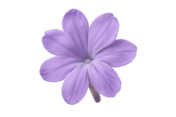 Obraz premium Purple iris flower featuring transparent png background, ideal for digital design and botanical artwork