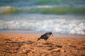 bird on the beach