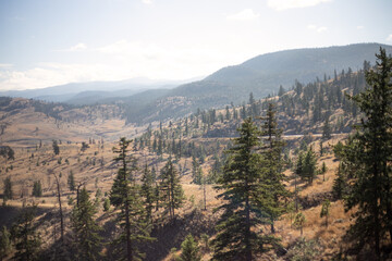 Pine forest in the mountains. Kamloops, BC, Canada.	
