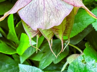 Close up view of seed pod and foliage