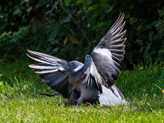 Two Pigeons fighting involving lunging, wing flapping, and pecking. Wood pigeon.