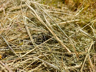 Mowed Dry Grass in a Sunny Meadow Showcasing a Rich Tapestry of Natural Textures and Colors