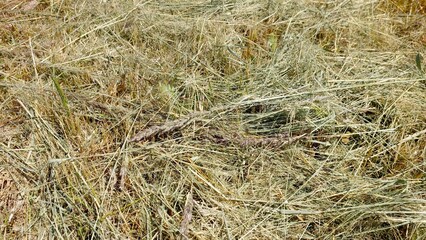 Mowed Dry Grass Scattered Across a Sunny Field Creating a Textured Landscape