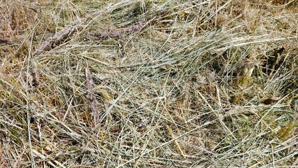 Mowed Dry Grass Laying Under the Sun in a Rural Field During Summer Harvest Season