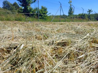 Mowed Dry Grass in Open Field Under Clear Blue Sky Showcasing Natures Beauty
