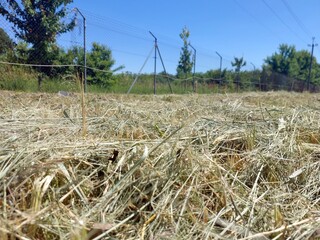 Dry Grass Mowed in a Field Under a Clear Blue Sky During a Warm Summer Day