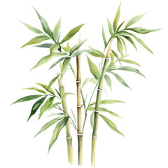 . Bamboo watercolor illustration isolated on transparent. subject
